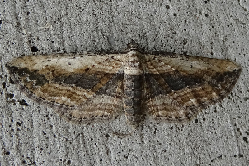 Horisme vitalbata - Geometridae